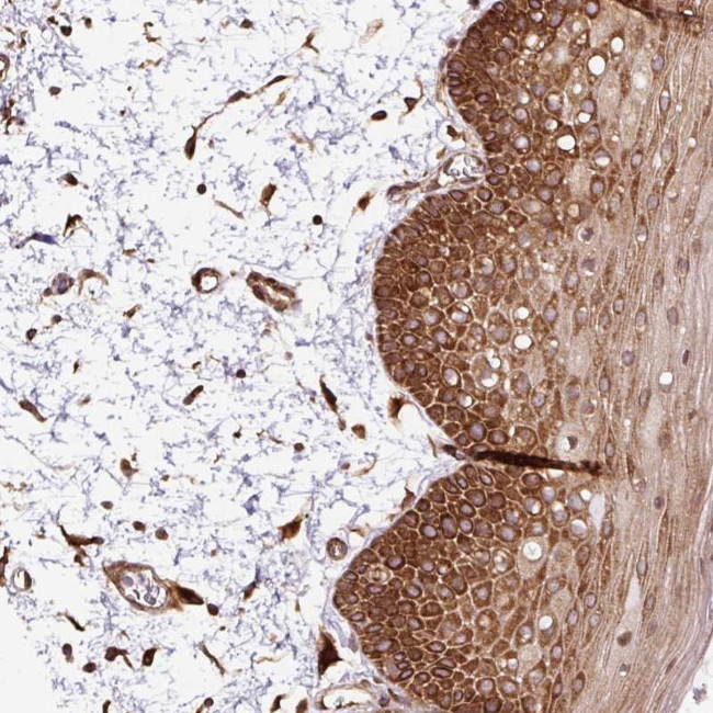 KDM4E Antibody in Immunohistochemistry (Paraffin) (IHC (P))