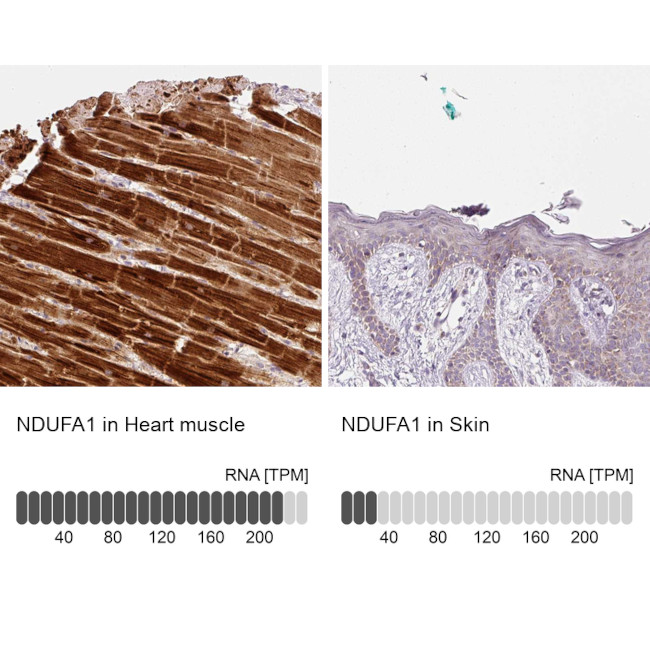 NDUFA1 Antibody in Immunohistochemistry (IHC)