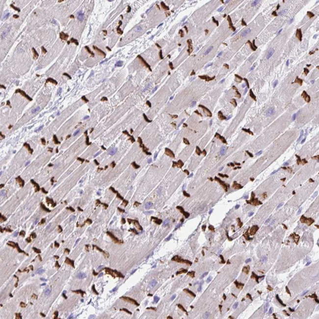 SLC16A6 Antibody in Immunohistochemistry (Paraffin) (IHC (P))