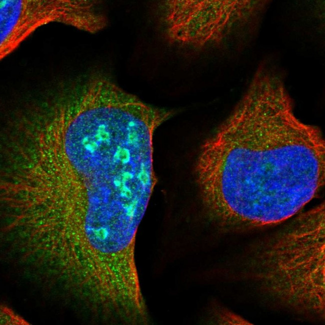 RBG1L Antibody in Immunocytochemistry (ICC/IF)