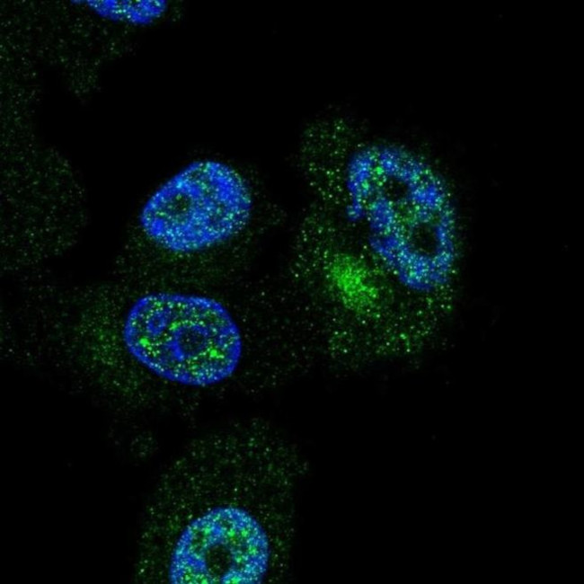 ZNF35 Antibody in Immunocytochemistry (ICC/IF)