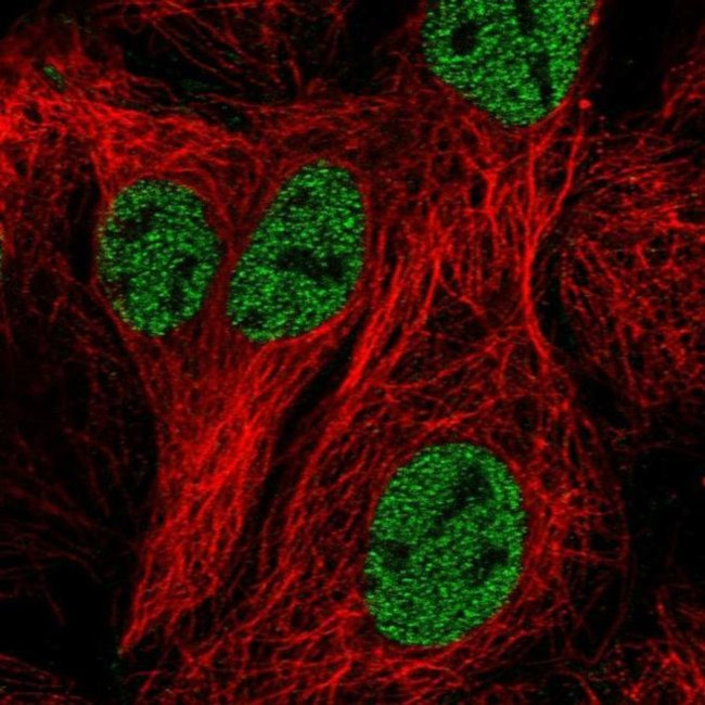 ZNF607 Antibody in Immunocytochemistry (ICC/IF)