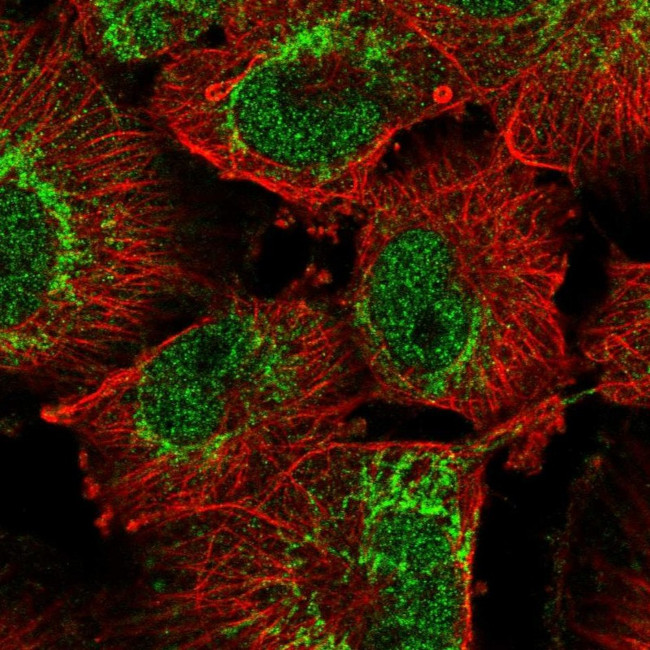 OMA1 Antibody in Immunocytochemistry (ICC/IF)