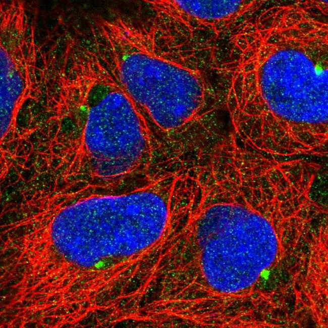TMEM170B Antibody in Immunocytochemistry (ICC/IF)