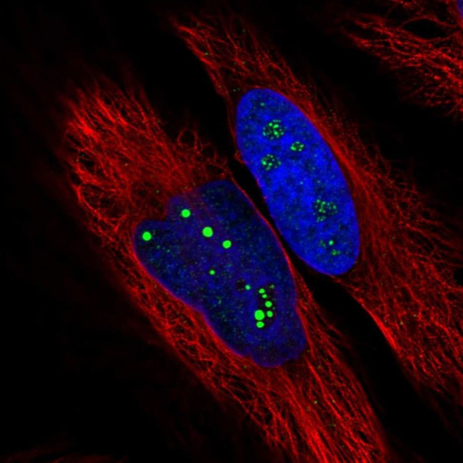USP35 Antibody in Immunocytochemistry (ICC/IF)