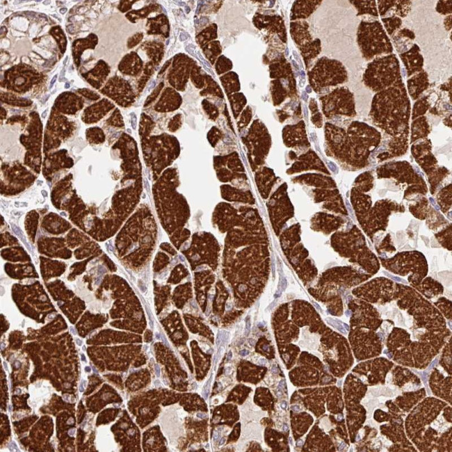 MFSD9 Antibody in Immunohistochemistry (Paraffin) (IHC (P))