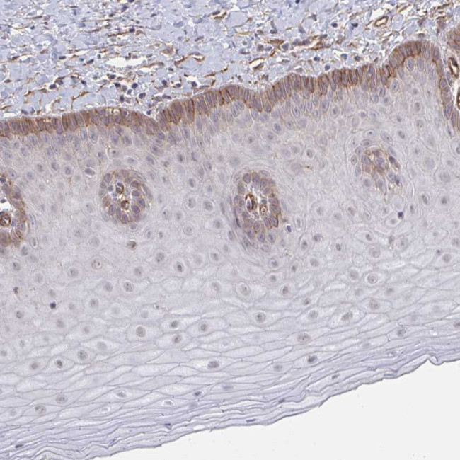 NEURL4 Antibody in Immunohistochemistry (Paraffin) (IHC (P))