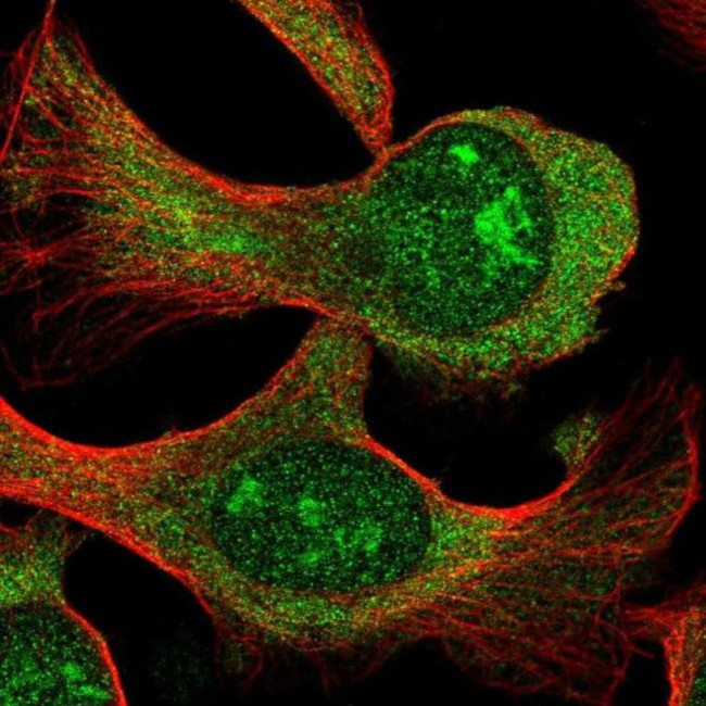 SPATS2L Antibody in Immunocytochemistry (ICC/IF)
