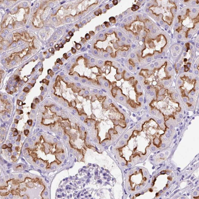 FBXL7 Antibody in Immunohistochemistry (Paraffin) (IHC (P))