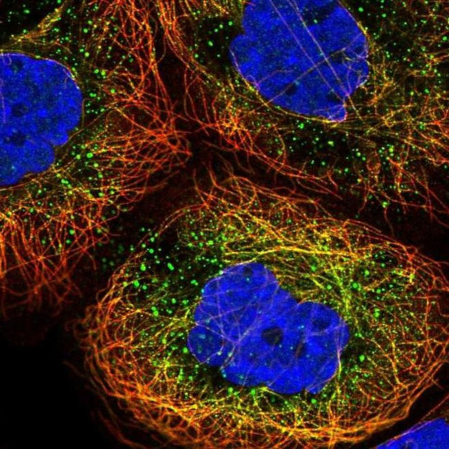 ERI1 Antibody in Immunocytochemistry (ICC/IF)