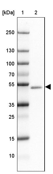 GABRA1 Antibody in Western Blot (WB)