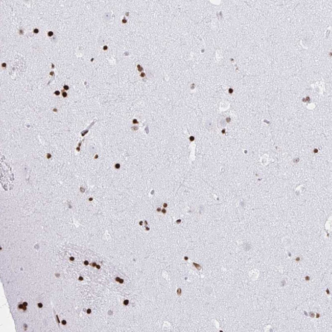 ZNF280C Antibody in Immunohistochemistry (Paraffin) (IHC (P))