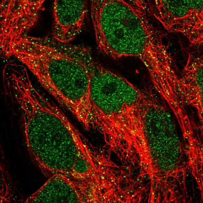 NFE2L3 Antibody in Immunocytochemistry (ICC/IF)