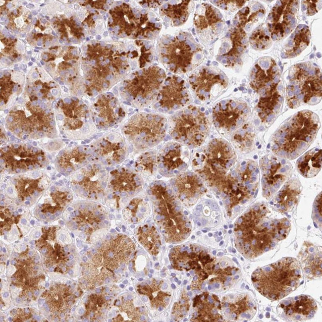 LINGO3 Antibody in Immunohistochemistry (Paraffin) (IHC (P))