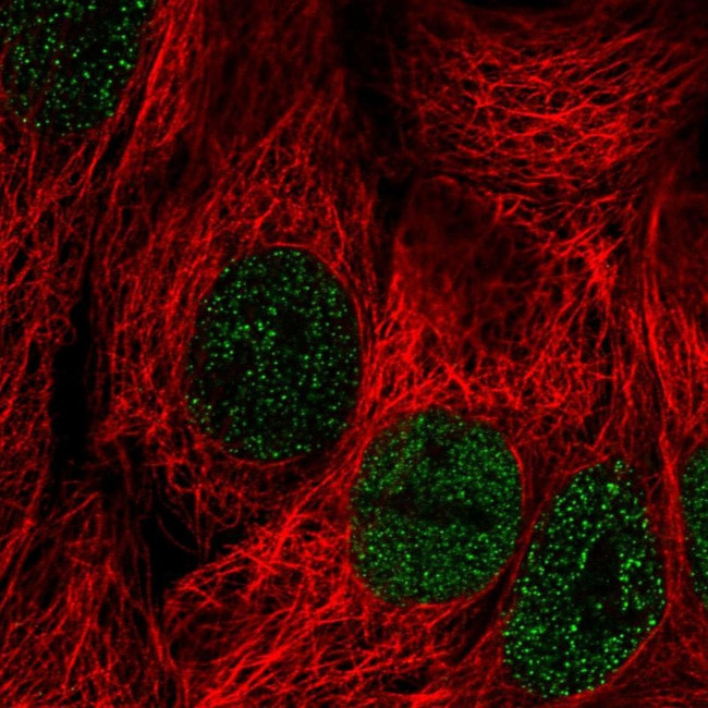 PLCXD2 Antibody in Immunocytochemistry (ICC/IF)