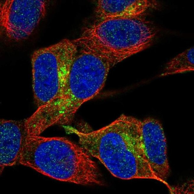 NSG2 Antibody in Immunocytochemistry (ICC/IF)
