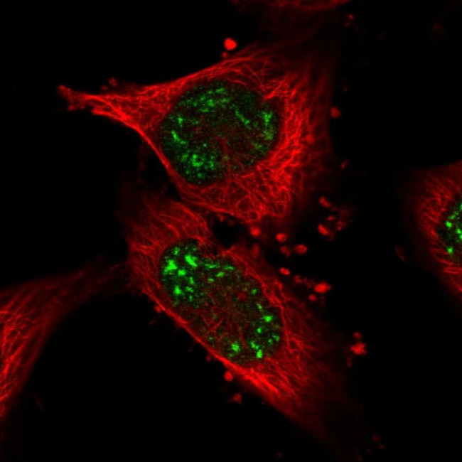 PUS7L Antibody in Immunocytochemistry (ICC/IF)