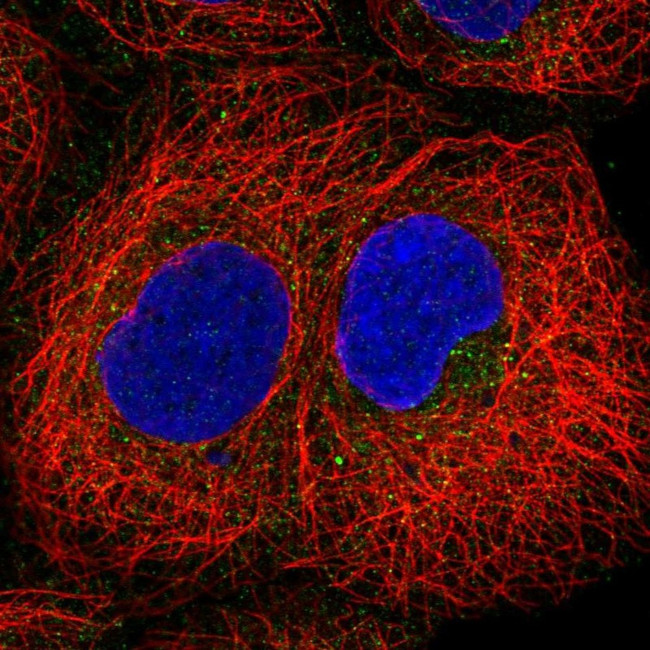 PIP5KL1 Antibody in Immunocytochemistry (ICC/IF)