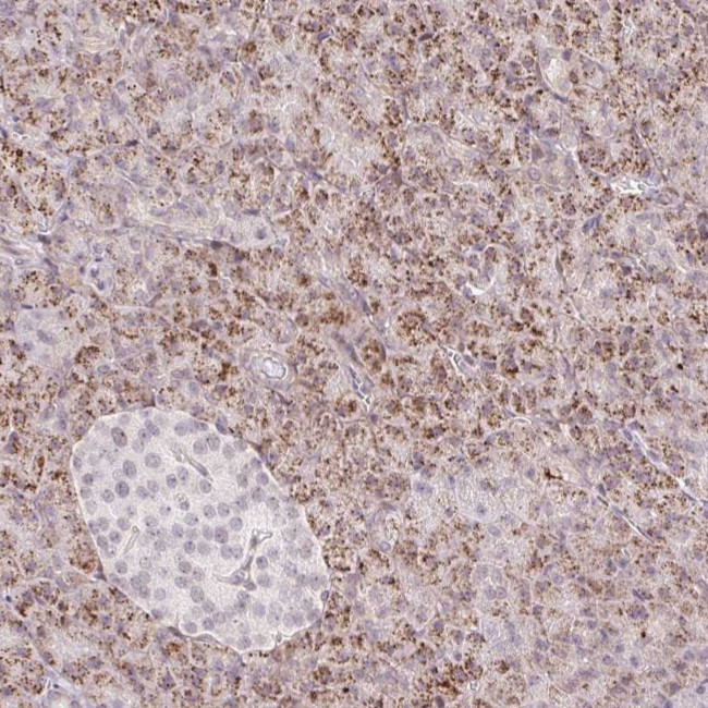 ZFP41 Antibody in Immunohistochemistry (Paraffin) (IHC (P))