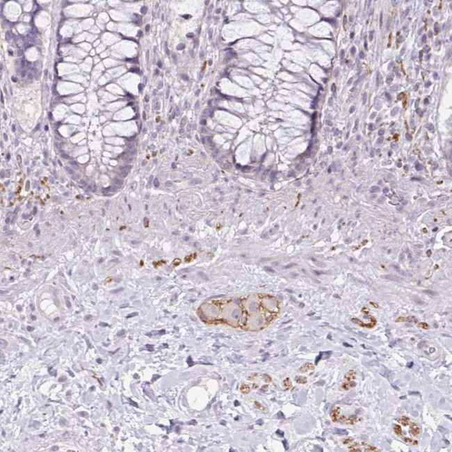 CDH19 Antibody in Immunohistochemistry (Paraffin) (IHC (P))