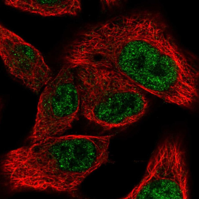 MED9 Antibody in Immunocytochemistry (ICC/IF)