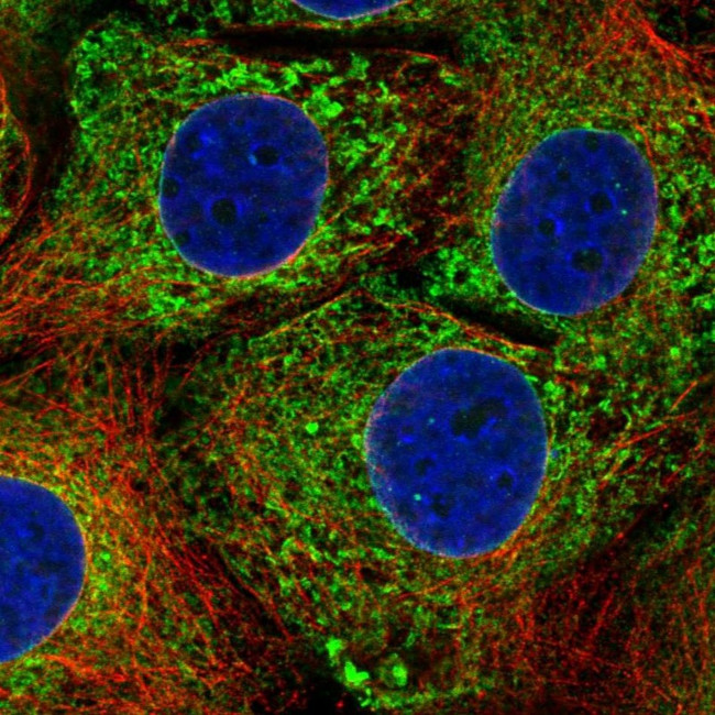 CPVL Antibody in Immunocytochemistry (ICC/IF)