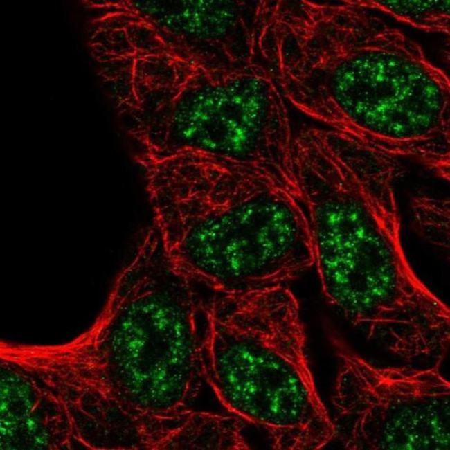 KLHDC7A Antibody in Immunocytochemistry (ICC/IF)