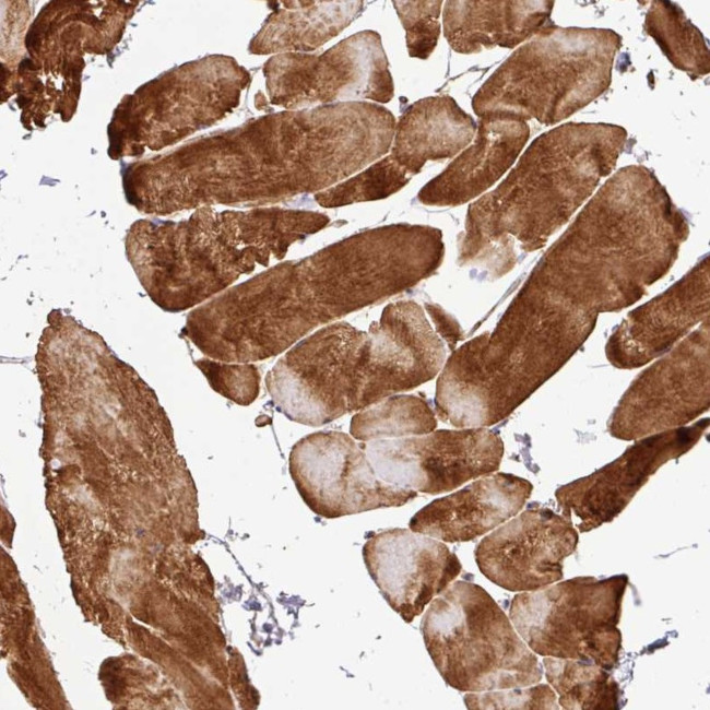 C1QTNF9 Antibody in Immunohistochemistry (Paraffin) (IHC (P))