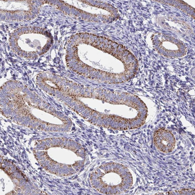 FA156 Antibody in Immunohistochemistry (Paraffin) (IHC (P))