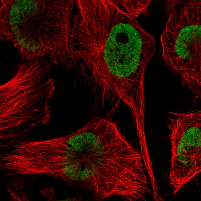 hnRNP DL Antibody in Immunocytochemistry (ICC/IF)