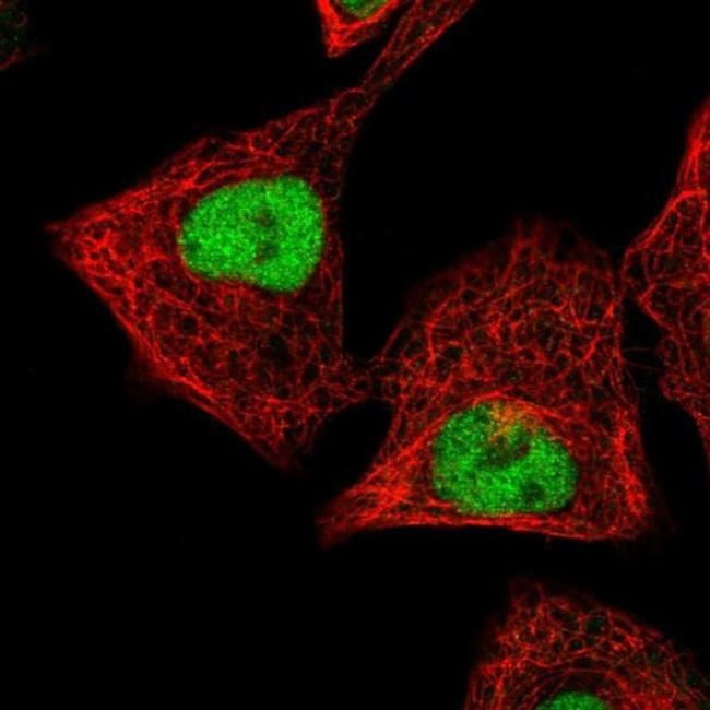 ZNF444 Antibody in Immunocytochemistry (ICC/IF)