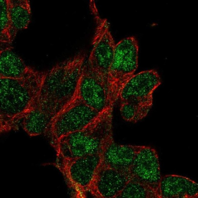 CLDND2 Antibody in Immunocytochemistry (ICC/IF)