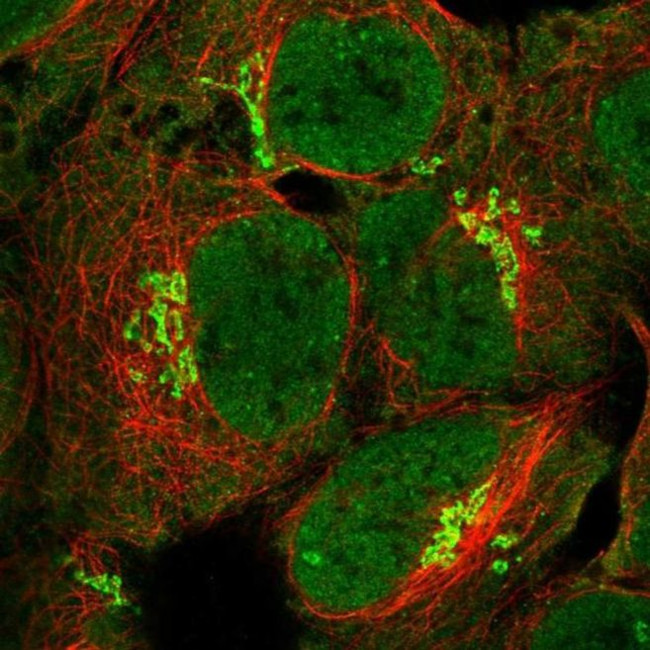 LPPR3 Antibody in Immunocytochemistry (ICC/IF)