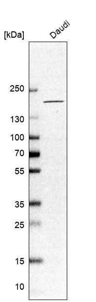 CNTNAP4 Antibody in Western Blot (WB)