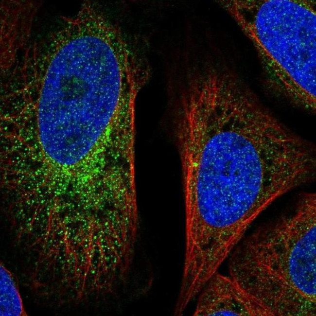 FLJ37770 Antibody in Immunocytochemistry (ICC/IF)