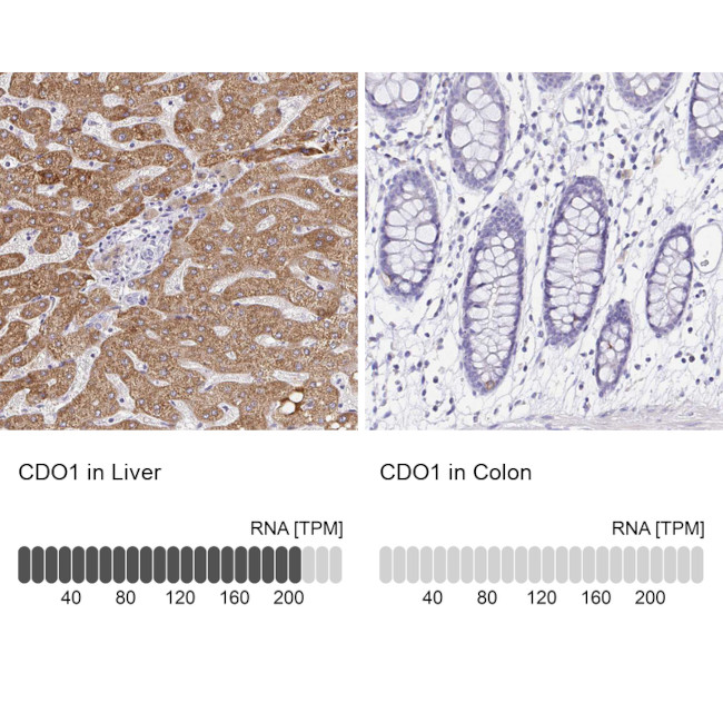 CDO1 Antibody