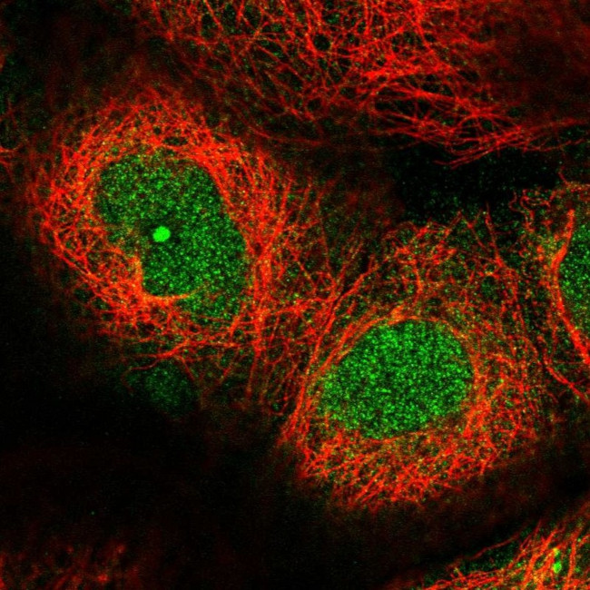 LRC58 Antibody in Immunocytochemistry (ICC/IF)