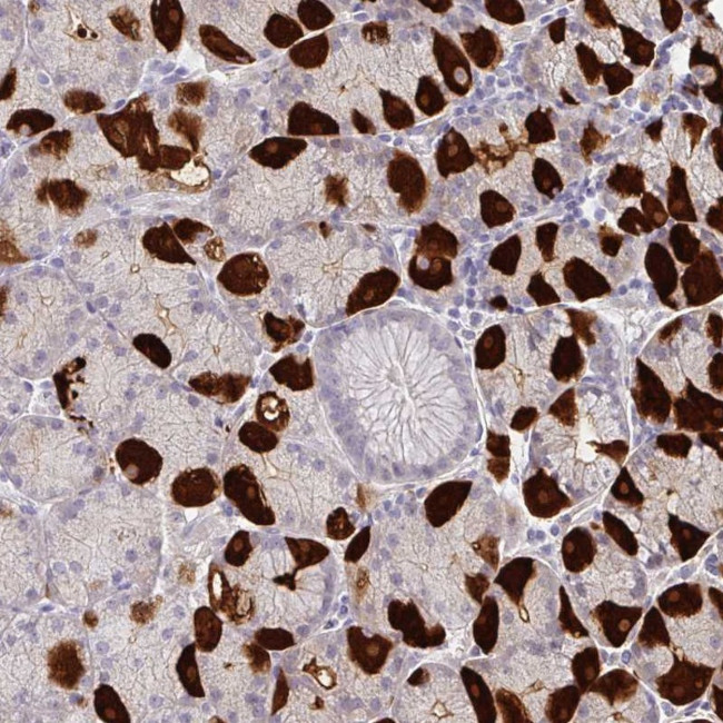 MON2 Antibody in Immunohistochemistry (Paraffin) (IHC (P))