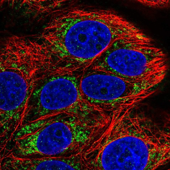 COA5 Antibody in Immunocytochemistry (ICC/IF)