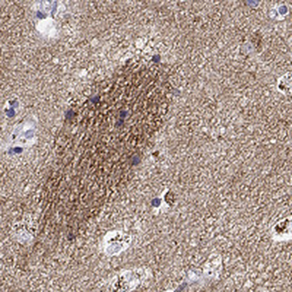 GNG7 Antibody in Immunohistochemistry (IHC)
