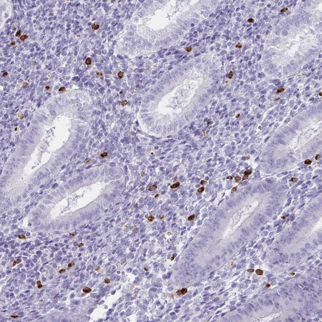 Granulysin Antibody in Immunohistochemistry (Paraffin) (IHC (P))