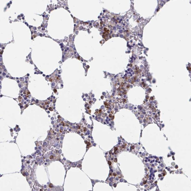 ZNHIT2 Antibody in Immunohistochemistry (Paraffin) (IHC (P))