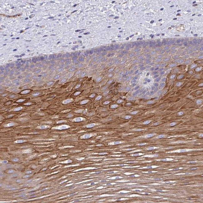 OR10Z1 Antibody in Immunohistochemistry (Paraffin) (IHC (P))