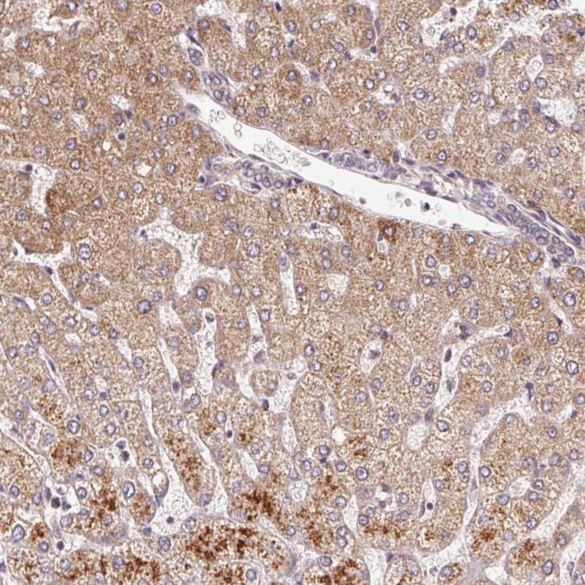 C6orf222 Antibody in Immunohistochemistry (Paraffin) (IHC (P))