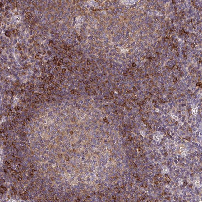 SLC9A9 Antibody in Immunohistochemistry (Paraffin) (IHC (P))