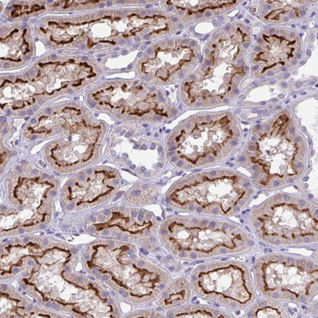 TOR1AIP2 Antibody in Immunohistochemistry (Paraffin) (IHC (P))