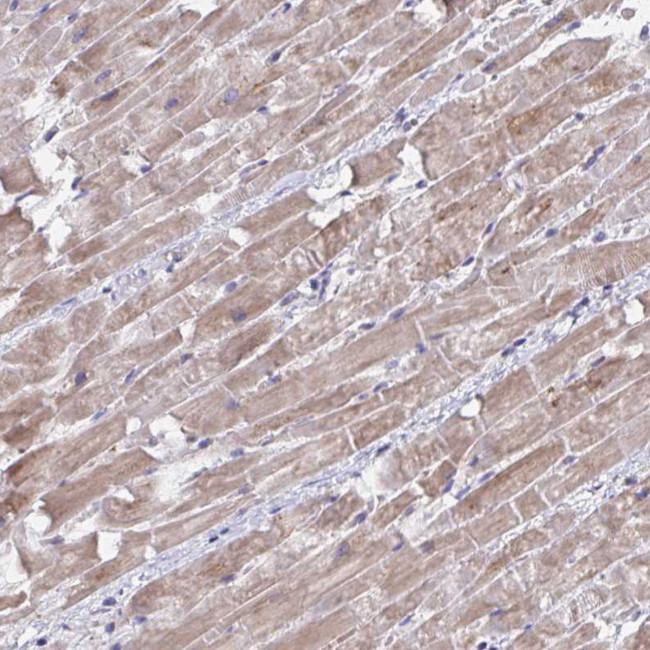 BAT5 Antibody in Immunohistochemistry (Paraffin) (IHC (P))