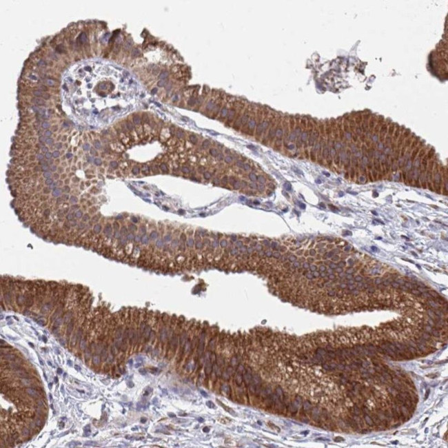 FAM89A Antibody in Immunohistochemistry (IHC)