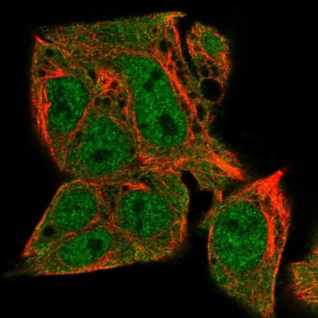 TM41A Antibody in Immunocytochemistry (ICC/IF)