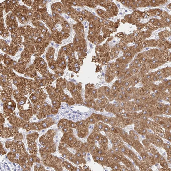 ZNF100 Antibody in Immunohistochemistry (Paraffin) (IHC (P))